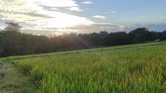 Caption foto : Ilustrasi foto sawah di Ponorogo / RMOLJatim