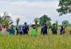Petani Surabaya Panen 22,4 Ton Padi di Lahan Milik Pemkot