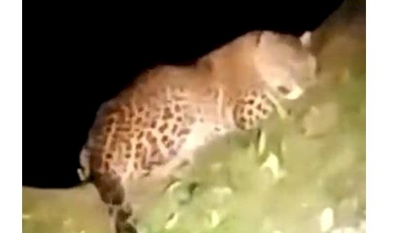 Caption: Seekor macan tutul tertangkap kamera warga di destinasi wisata Telunjuk Raung Songgon Banyuwangi/repro