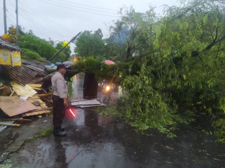 Polsek, Koramil Arjasa, dan BPBD Jember dibantu masyarakat sekitar tengah melakukan evakuasi pohon tumbang di jalan raya depan Kantor Bobin/RMOLJatim