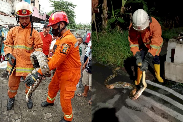 Teks foto: Petugas DPKP Surabaya evakuasi ular/ist