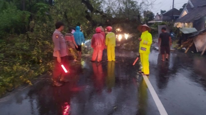 Pohon tumbang di Jalan Raya Arjasa Jember