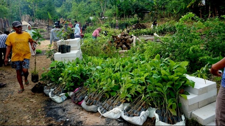 Caption : Bibit Pohon Yang Disediakan Oleh PT. Paiton Energy Dan POM