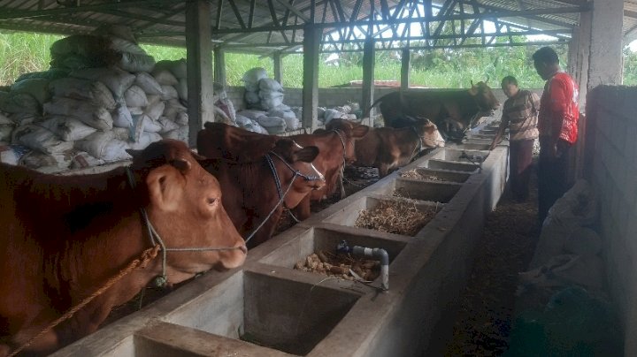 Keterangan foto: Kandang milik poktan Dewi Ratih di desa Dolopo kecamatan Dolopo di cek petugas dari dinas Pertanian setempat/ RMOLJatim