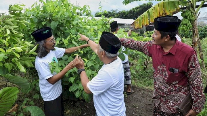 Budi daya kacang Sacha inchi 