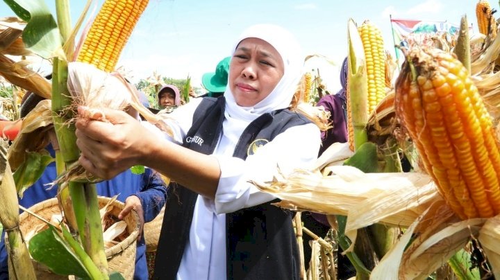 Gubernur Khofifah saat panen jagung 