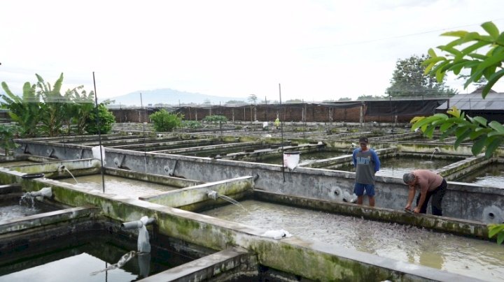 Foto : Tambak Ikan Lele di Kabupaten Kediri