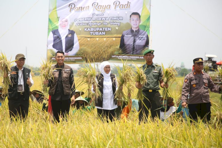 Gubernur Khofifah saat menghadiri panen raya di lahan pertanian Desa Ngadirejo Kecamatan Widang Kabupaten Tuban/RMOLJatim