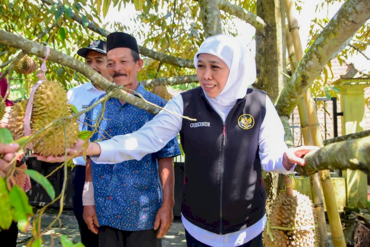 Gubernur Khofifah petik durian/ ist