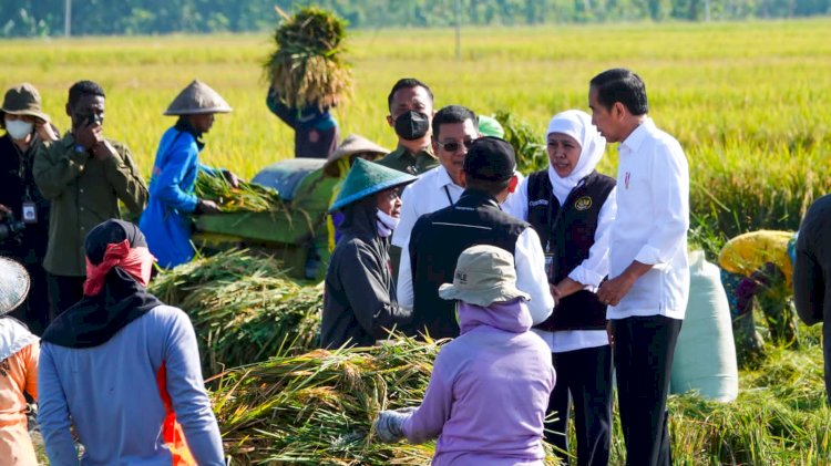 Gubernur Khofifah saat mendampingi Presiden Jokowi di acara panen raya di Ngawi/Ist