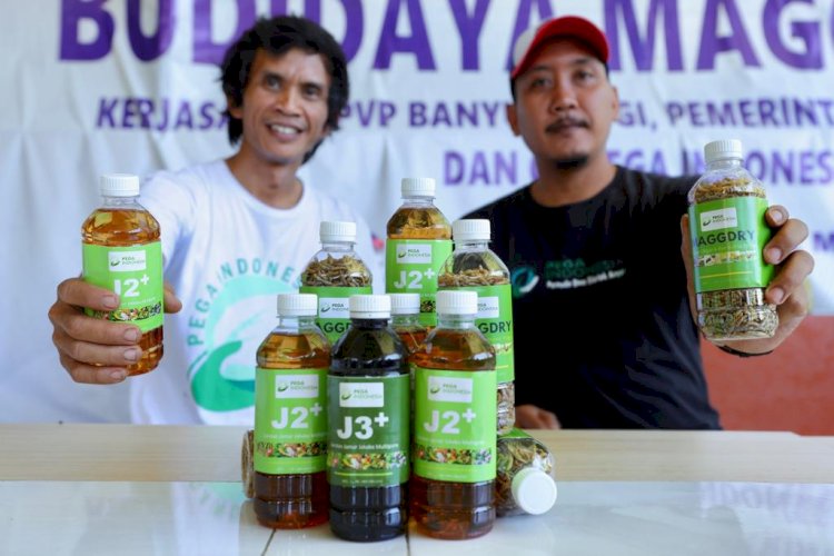 Anak muda desa di Banyuwangi kelola sampah organik untuk maggot sampai pupuk organik/Humas Pemkab Bwi