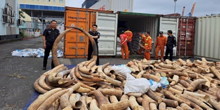 Petugas bea cukai menahan gading gajah selundupan di Kota Hai Phong/Net