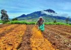 Hasil Pertanian Meningkat, Petani Milenial Bali Bertani Pakai Pupuk Organik 