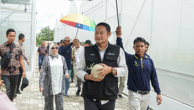 Bupati Lamongan Yuhronur Efendi saat melaksanakan petik perdana melon hidroponik di Kebun Melon Hartono Farm Mandiri, Ngimbang/RMOLJatim