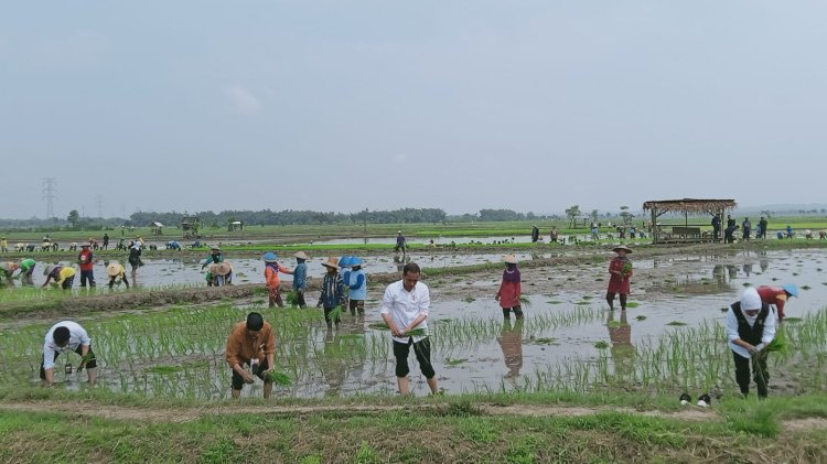  Presiden Joko Widodo Saat Tanam Padi Bersama  Para Petani di Kabupaten Tuban/RMOL Jatim