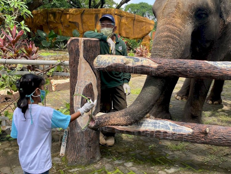 Wisatawan saat memberi makan gajah di KBS/ist