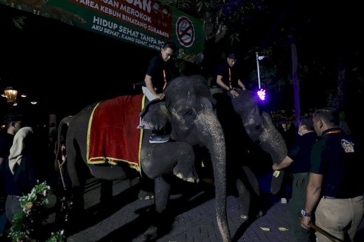 Wali Kota Eri menghadiri KBS Trial Opening Surabaya Night Zoo/ist