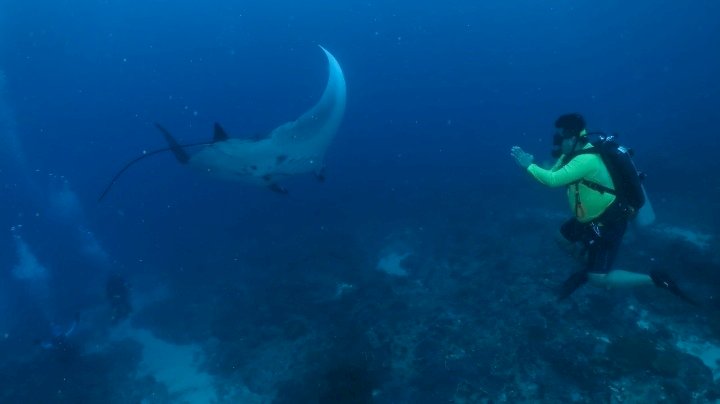 Diving di Nusa penida 