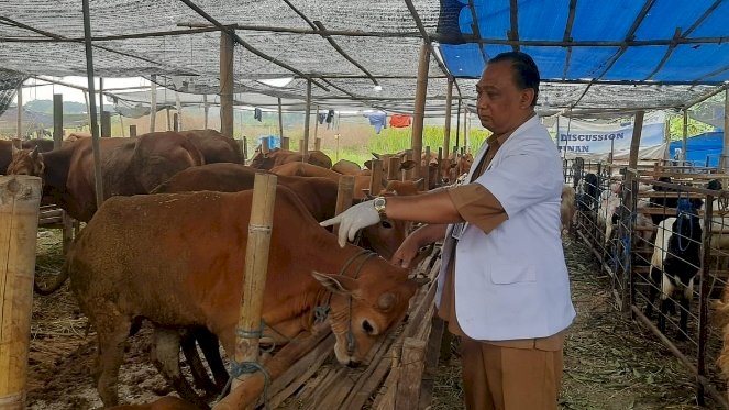 Teks foto: drh Sunarno Aristono saat melakukan pemeriksaan hewan kurban/RMOLJatim