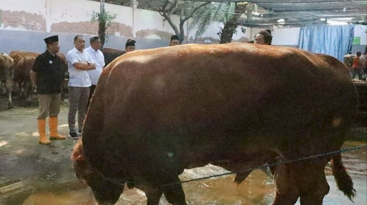 Teks foto: Wali Kota Eri melihat sapi kurban premium di RPH/RMOLJatim
