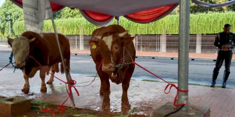 Sapi jenis limosin yang diberikan Presiden Jokowi dan Wapres Maruf Amin di Masjid Istiqlal Jakarta/RMOL