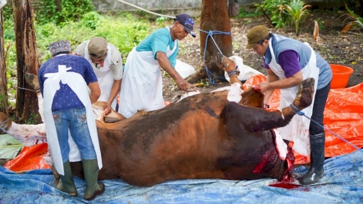 Foto : Petugas melakukan pengecekan hewan kurban