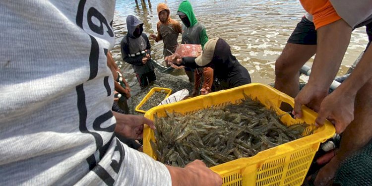 Petambak udang/Net