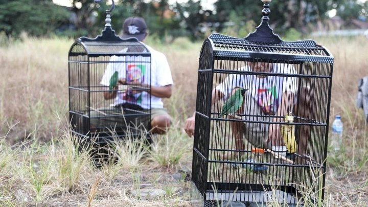 Lomba kicau burung 