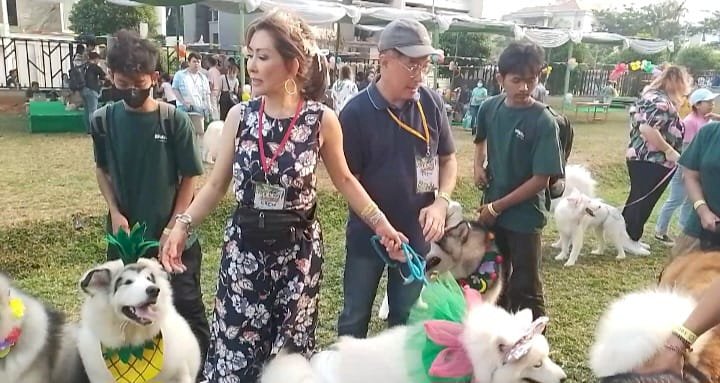 Perayaan ulang tahun Komunitas Malamute Husky Indonesia (KMHI) dan ulang tahun Samoyed Social Club (SSC) di Jakarta/Ist