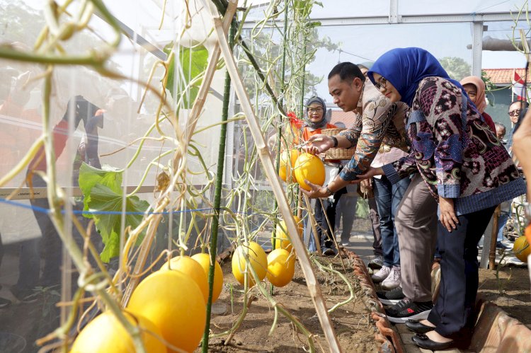 Wali Kota Eri panen Golden Melon/RMOLJatim