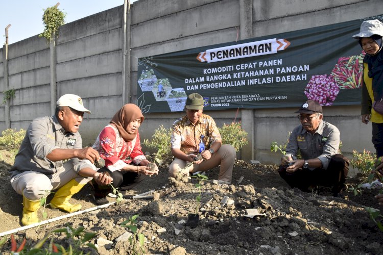 Penanaman cabai/RMOLJatim