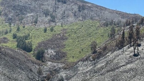 Kebakaran Bromo