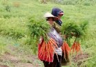 Petani Milenial Desa Kare Madiun Kembangkan Kawasan Pertanian Terpadu Organik