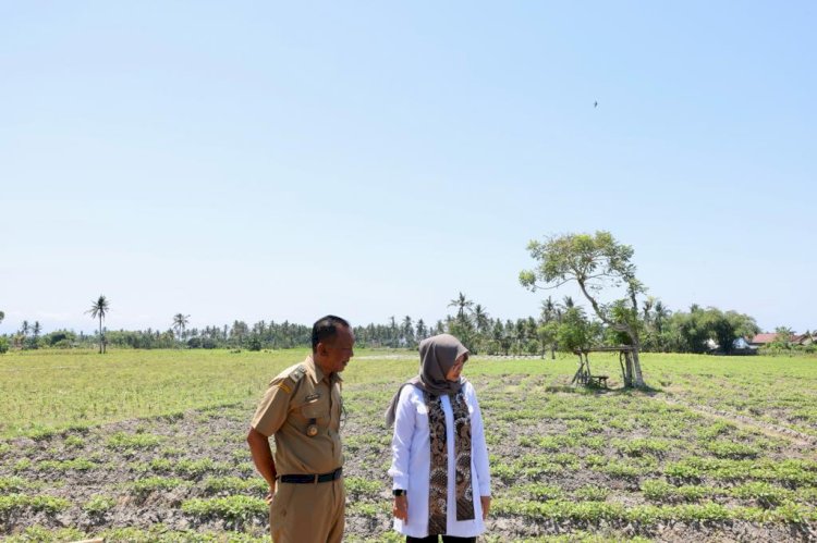 Bupati Ipuk Fiestiandani meninjau saluran irigasi antisipasi dampak El Nino/ Humas Pemkab Bwi 