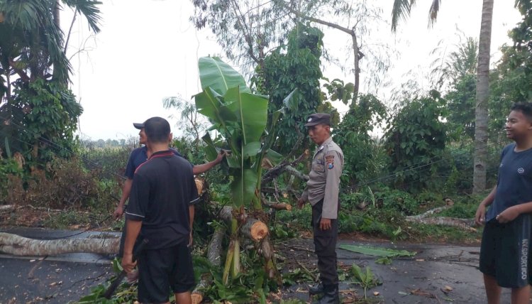 Polisi dan BPBD Jember saat evakuasi pohon tumbang/RMOLJatim