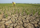 Perkiraan BMKG, El Nino Hingga Februari 2024