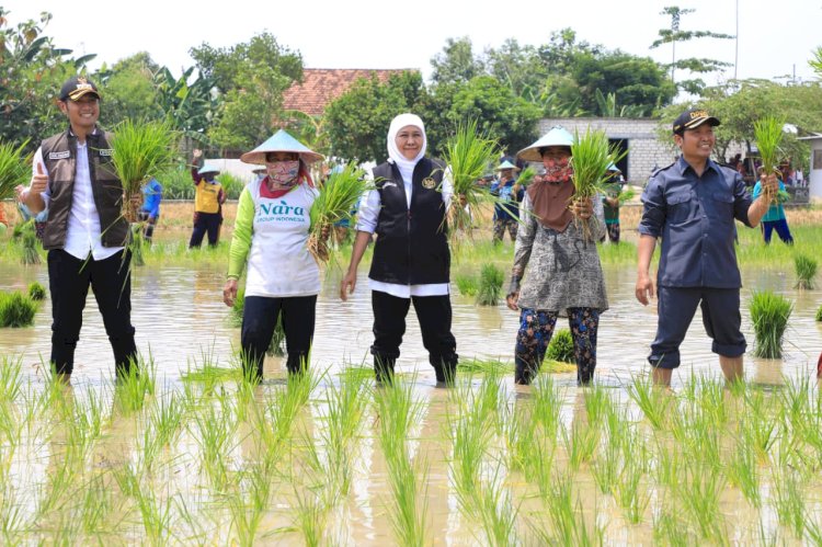 Gubernur Khofifah tanam padi di Tuban/Ist