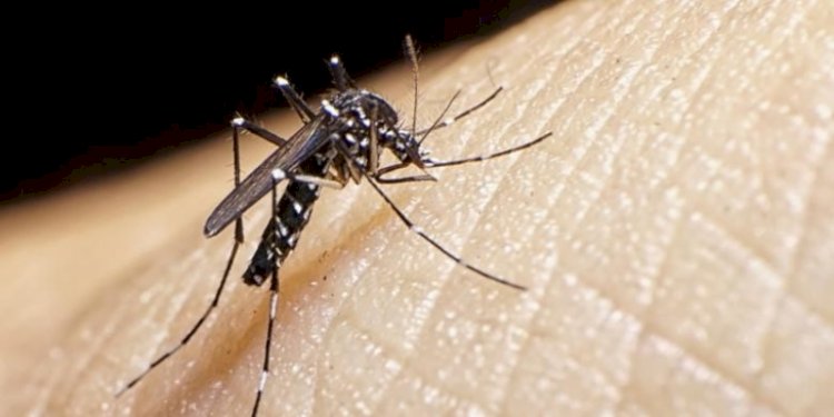 Nyamuk aedes aegypti/Net