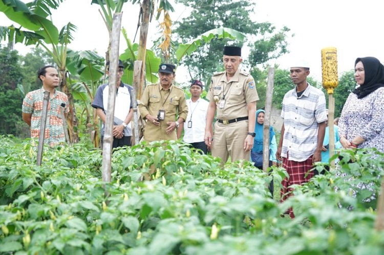 Pj Bupati Bangkalan Arief Moelya Edie saat meninjau panen cabe di Desa Desa Petrah/RMOLJatim