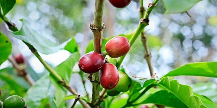 Kopi Gayo/Net