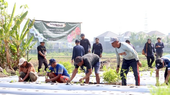 Teks foto: Penanaman cabai/RMOLJatim