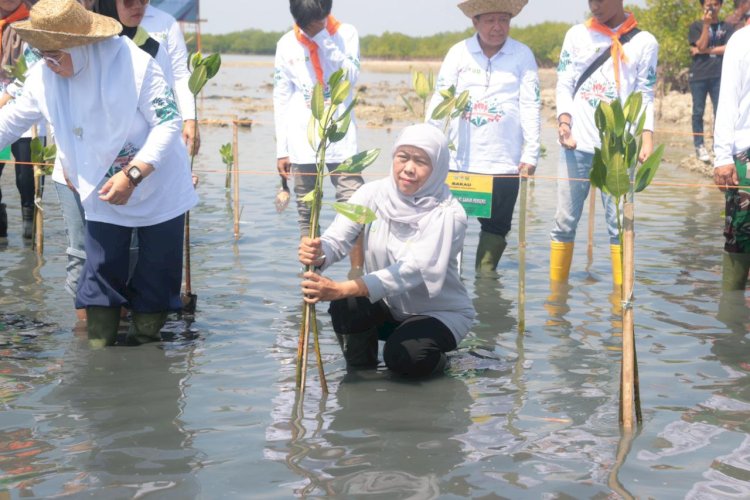 Gubernur Khofifah saat menanam bibit di Sumenep/Ist