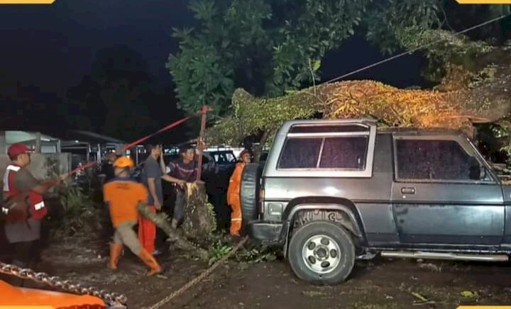 BPBD dan relawan saat evakuasi pohon tumbang menimpa mobil di lokasi RS Kaliwates/RMOLJatim