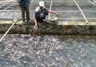 KKP Optimis Ikan Nila jadi Primadona Pasar global, Omzetnya Miliaran