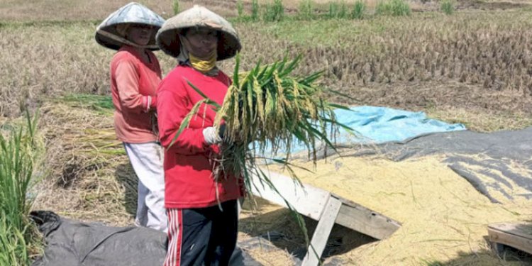 Ilustrasi petani sedang memanen padi di Cirebon/RMOLJabar