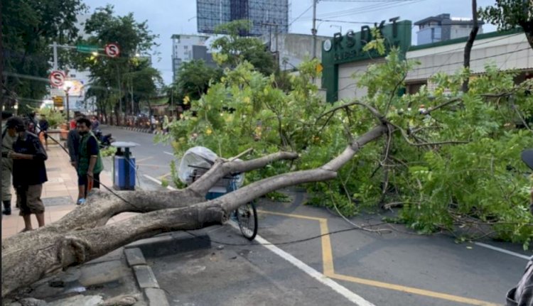 Angin kencang di Surabaya membuat pohon tumbang beberapa waktu lalu/ssnet