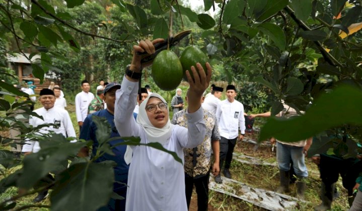 Bupati Ipuk memanen alpukat dalam kegiatan Bunga Desa di Bumiharjo, Glenmore, Banyuwangi/Humas Pemkab Bwi 