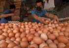 Harga Telur Ayam di Jatim Naik, Paling Tinggi di Kota Blitar