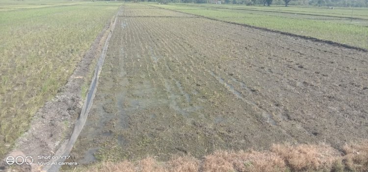 Tanaman padi yang mati di wilayah Ngawi/RMOLJatim