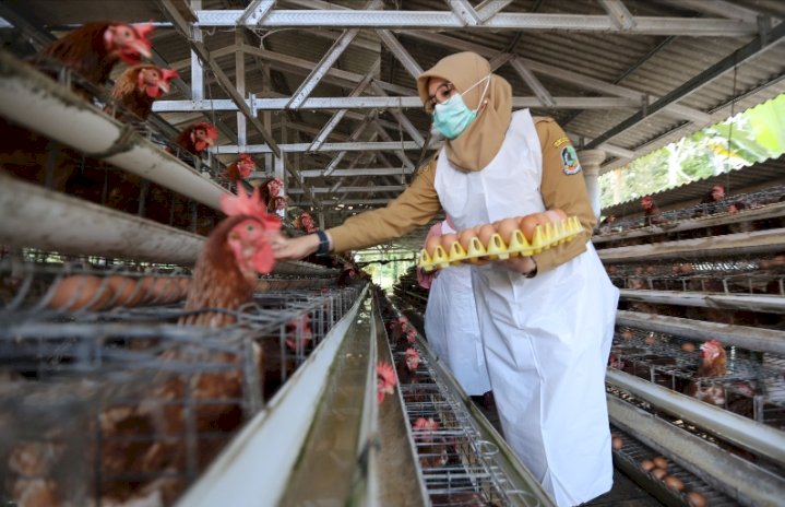 Bupati Ipuk Fiestiandani mengunjungi peternakan ayam petelur di Desa Sumberbulu, Songgon/Humas Pemkab Bwi